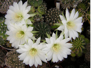 Echinopsis subdenudata 