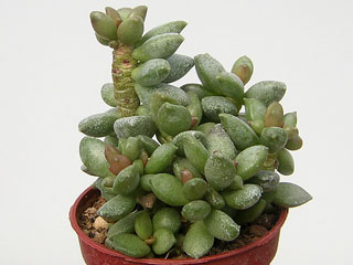 Adromischus hybride (ex. Adr. schuldtianus ssp. juttae)   - Pot  5 cm