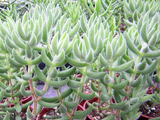 Crassula mesembryanthoides (=trachysantha)   - Pot  5 cm