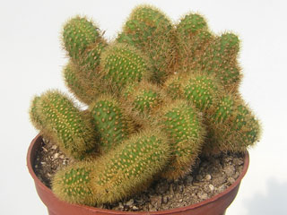 Cleistocactus samaipatanus fma. cristata   - Pot 10 cm