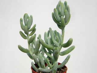 Sedum allantoides   - Pot  6 cm