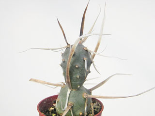 Tephrocactus articulatus var. papyracanthus   - Pot  6 cm