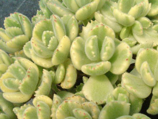 Cotyledon tomentosa 'White Palm' 