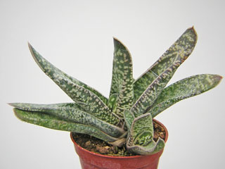 Gasteria carinata  'Excavata' 