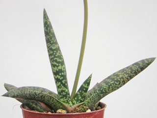 Gasteria nitida 'Stayneri'   - Pot  6 cm