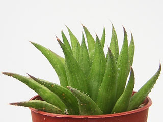 Haworthia angustifolia   - Pot  5 cm