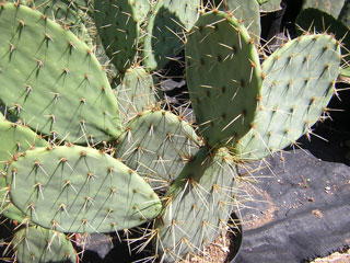 Opuntia engelmannii   - Bouture