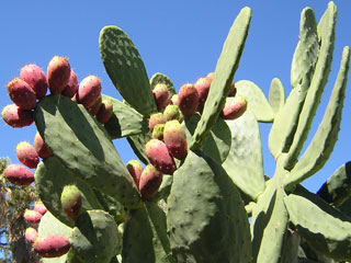 Opuntia ficus-indica var. rubra 