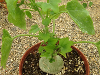 Xerosicys pubescens (=Zygosicyos pubescens)   - Pot  8 cm