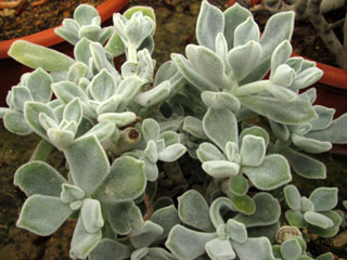 Echeveria pulvinata 'Frosty' 