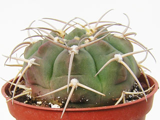 Gymnocalycium bayrianum 