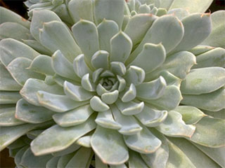 Echeveria sp. FO-48 (ex sanchez-mejoradae)   - Pot  6 cm