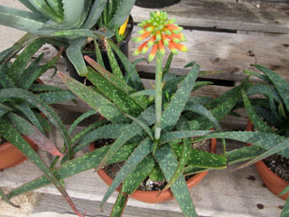 Aloe zubb (ex Aloe sinkatana)   - Pot 14 cm