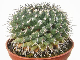 Mammillaria magnimamma (bucareliensis var. bicornuta) 