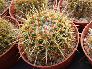 Parodia mammulosa (Notocactus roseoluteus)   - Lot 3 pots de 6 cm