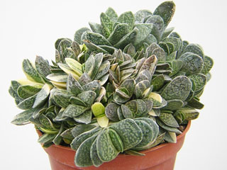 Gasteria 'Shinano Fuji' (='Minima Variegata') 