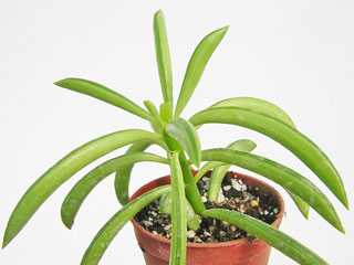 Peperomia ferreyrae   - Pot  5 cm
