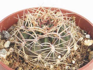 Echinopsis cinnabarina (Lobivia acanthoplegma v.roseiflora)   - Pot  5 cm