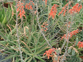Aloe jacksonii   - Pot  8 cm