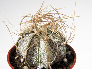 Astrophytum capricorne 'Crassispinoides'   - Pot  6 cm