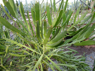 Euphorbia enterophora   - Pot 12 cm