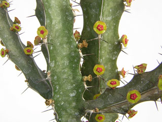 Euphorbia quadrilatera   - Pot 10 cm