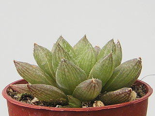Haworthia reticulata var. hurlingii   - Pot  5 cm