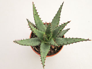 Aloe broomii   - Pot 10 cm