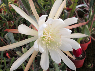 Epicactus 'Carol' (blanc, petites fleurs)   - Pot  8 cm