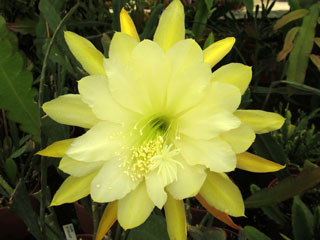 Epicactus 'Vista Sun' (jaune et blanc)   - Pot  8 cm