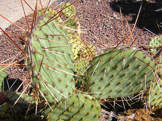 Opuntia cymochila     - Pot  8 cm