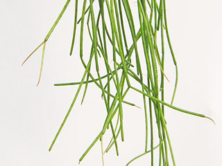 Rhipsalis puniceodiscus 