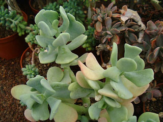Sedum allantoides 'Goldii'   - Pot  8 cm