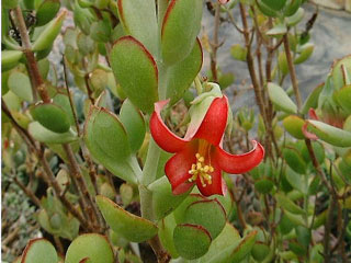 Cotyledon woodii 