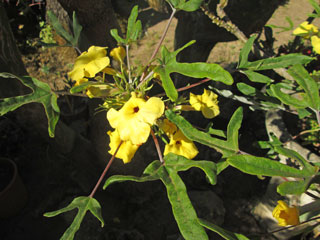 Uncarina peltata   - Pot 10 cm