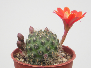 Rebutia spegazziniana (=Aylostera)   - Pot  5 cm