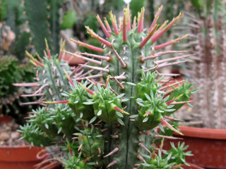 Euphorbia inconstantia   - Pot 10 cm