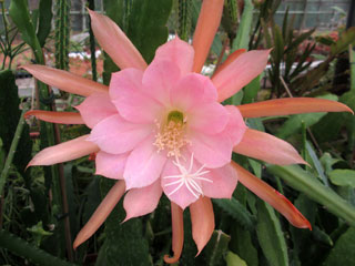 Epicactus 'Maryla Cornu' (rose saumoné et blanc) 