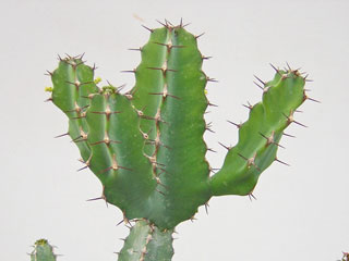 Euphorbia polyacantha var. rosenii 
