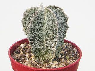 Astrophytum myriostigma var. tulense   - Pot 10 cm