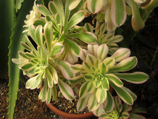 Aeonium arboreum 'Luteo-Viride'   - Pot  8 cm
