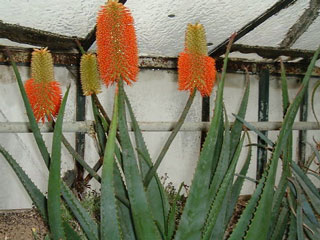 Aloe rupestris   - H 40-50 cm