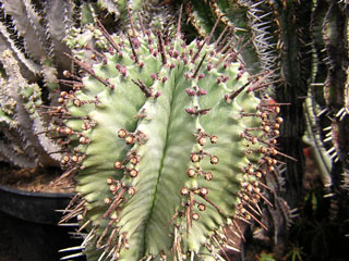 Euphorbia Horrida Alba - Grosse boule en couleur menthe d'eau