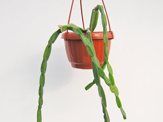 Rhipsalis paradoxa     - Pot  8 cm