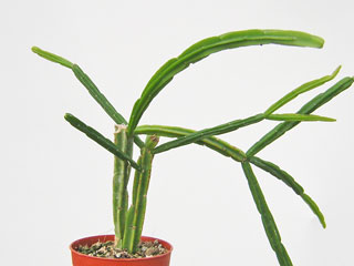 Rhipsalis pentaptera     - Pot  8 cm