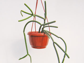 Rhipsalis grandiflora     - Pot  8 cm