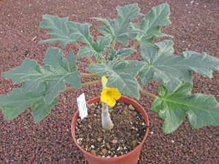 Uncarina roeoesliana (feuilles pennées)   - Pot 10 cm