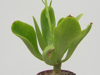 Tylecodon paniculatus, jeune plante