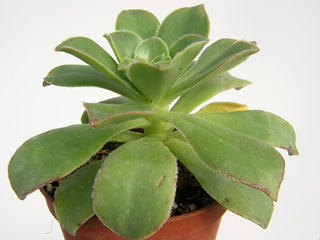 Aeonium leucoblepharum   - Pot  8 cm