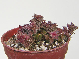 Crassula capitella ssp. thyrsiflora (=C. corymbulosa)   - Pot  5 cm
